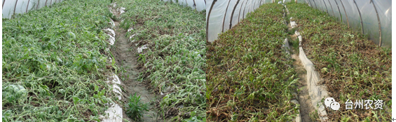 臺州農(nóng)資 臺州農(nóng)資